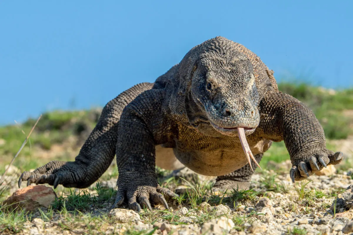 Komodo Dragon in Labuan Bajo Indonesia.jpg
