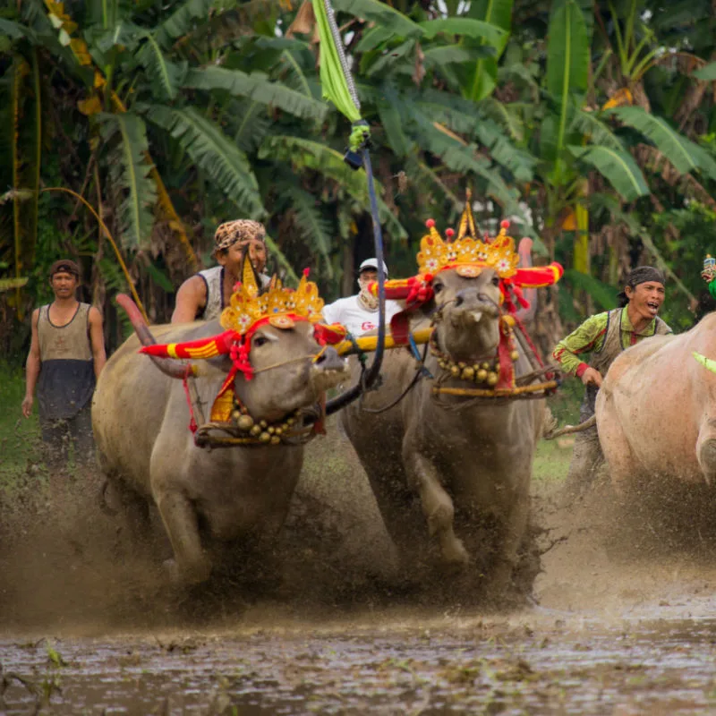 Makepung Buffalo Racing in Jembrana Regency Bali
