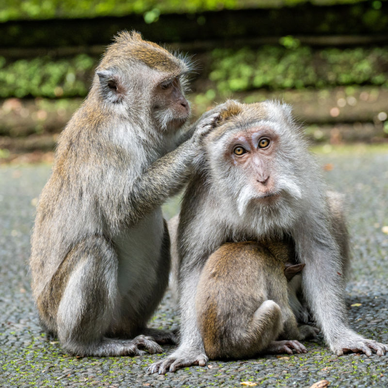 Monkeys at Bali Monkey Forest