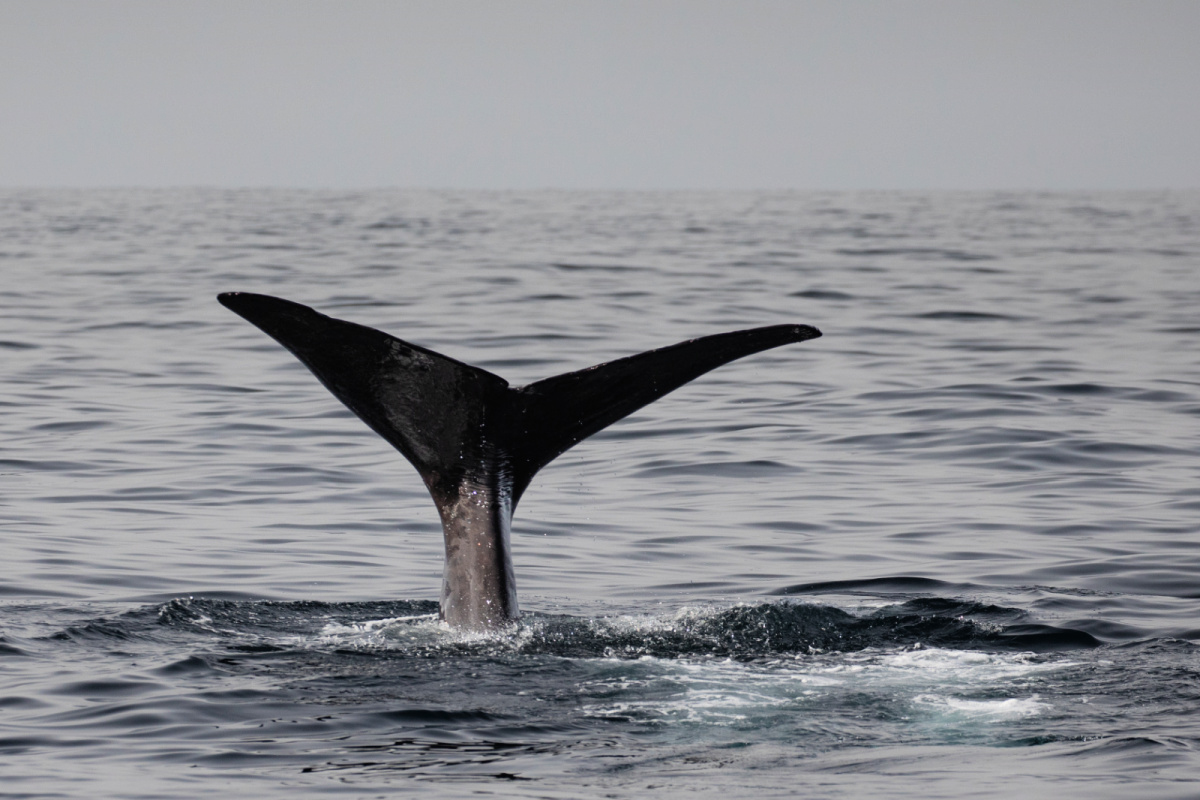 North Bali Is A Surprisingly Interesting Tourist Destination As Whale Spotted Off Coast North Bali Is A Surprisingly Interesting Tourist Destination As Whale Spotted Off Coast
