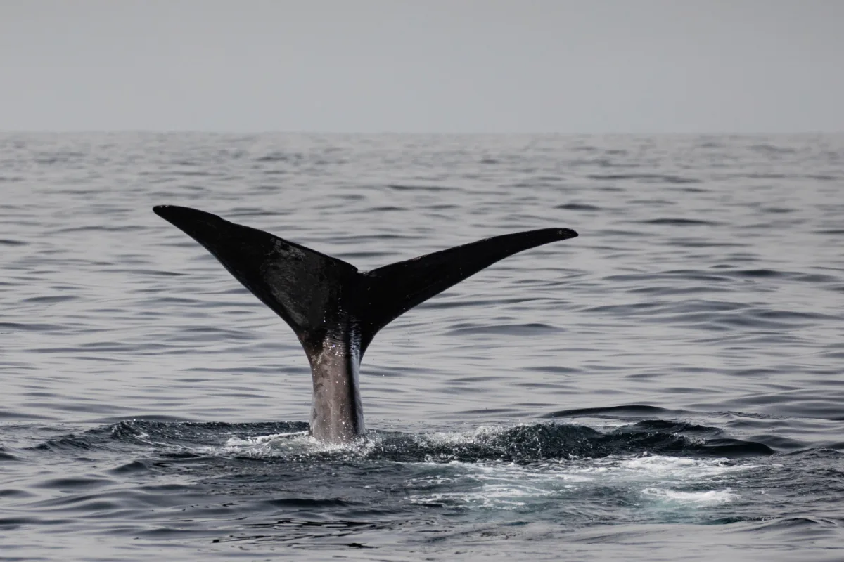 Sperm Whale Off Bali.jpg