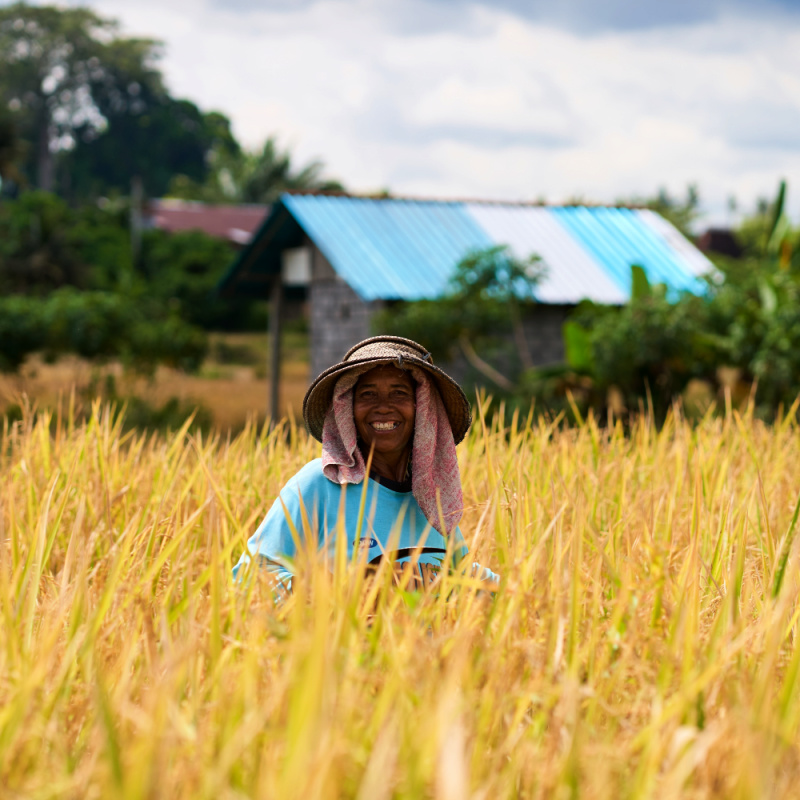 Rice Farmer in Field in Bali