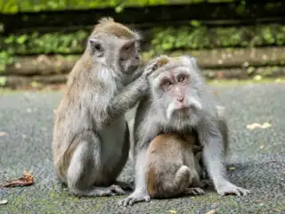 Top Bali Monkey Forest Attraction Focuses On Tourist Security Following Disaster