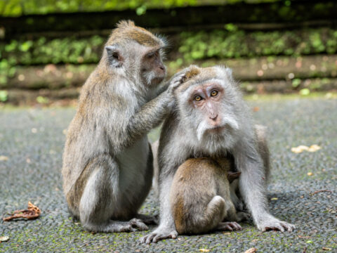Top Bali Monkey Forest Attraction Focuses On Tourist Security Following Disaster