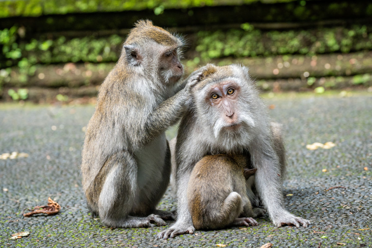 Monkeys at Bali Monkey Forest.jpg