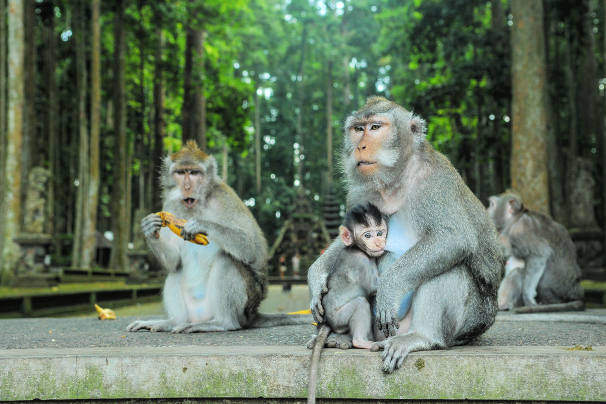 Sangeh Monkey Forest in Bali.jpg