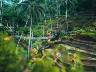 View of Ubud Rice Terraces