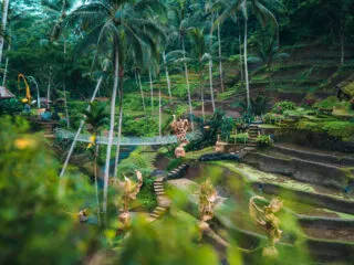 View of Ubud Rice Terraces