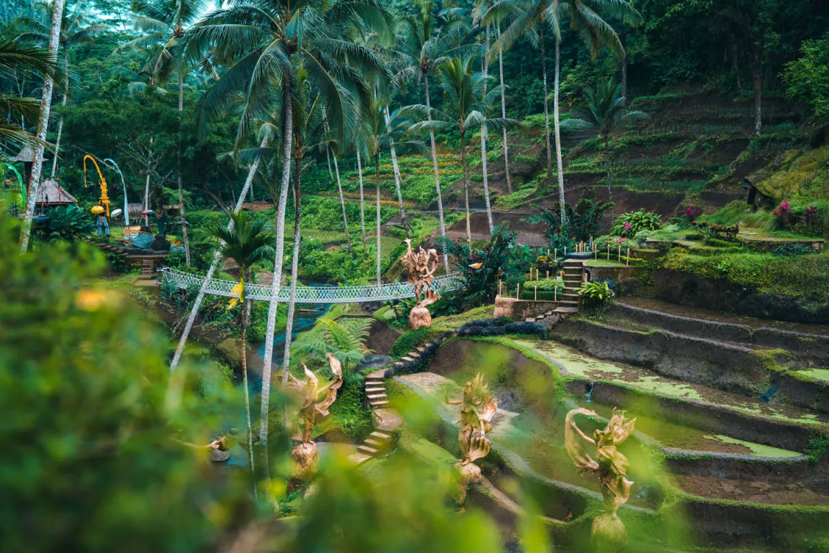 View of Ubud Rice Terraces