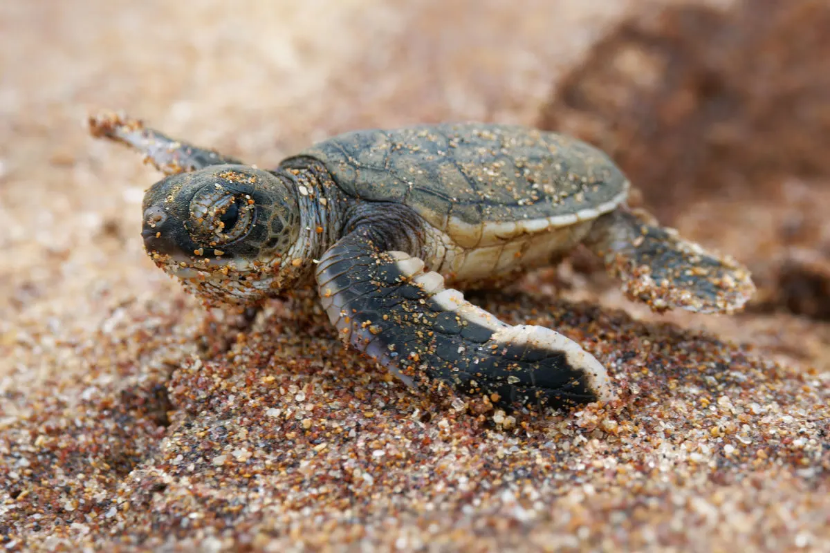 Green Turtle Hatchingly in Bali