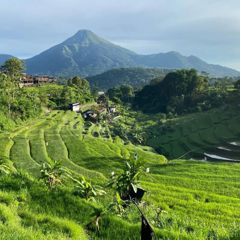 View of Selotapak Ricefield, located at Trawas Mojokerto East Java Indonesia.jpg