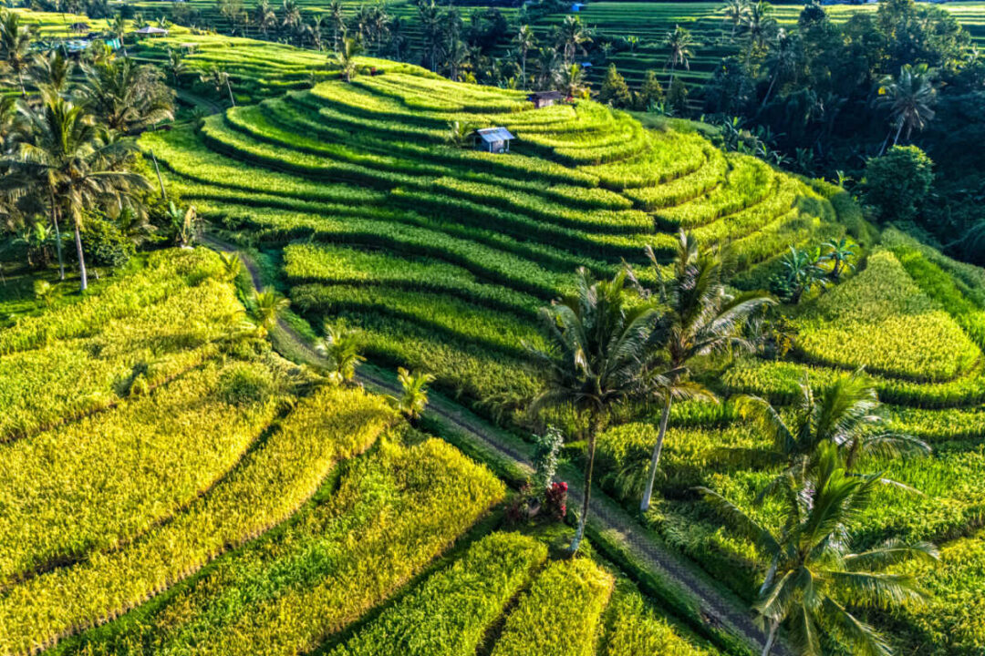 Bali’s Most Famous Rice Terraces Celebrate Increase In Tourist Visits ...