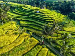 Bali’s Most Famous Rice Terraces Celebrate Increase In Tourist Visits