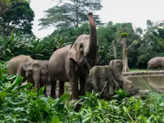Sumatran Elephants in Balli