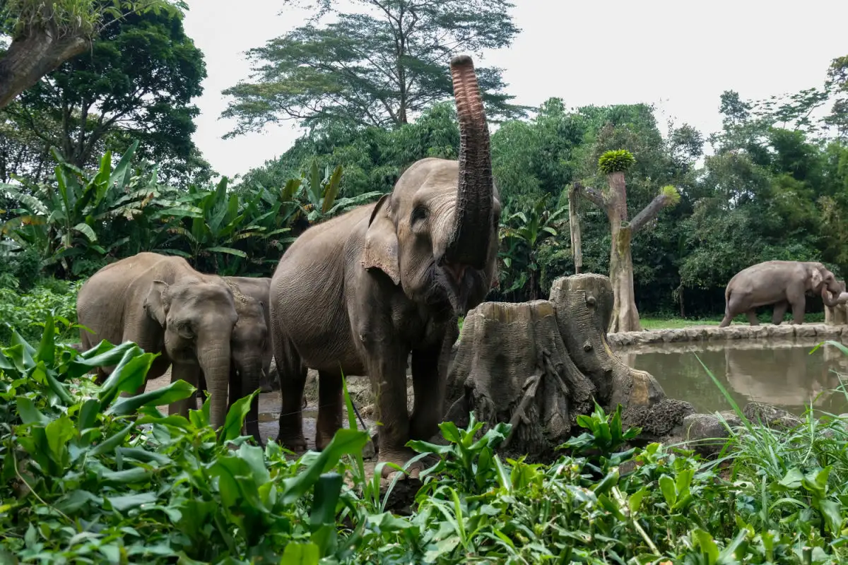 Sumatran Elephants in Balli