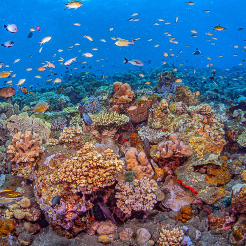 Coral Reef in Bali