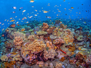 Environmentalist Issue Serious Warning For Tourists Snorkelling In Bali