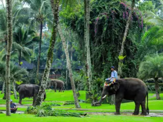 Major Bali Attraction Stops Elephant Rides For Tourists