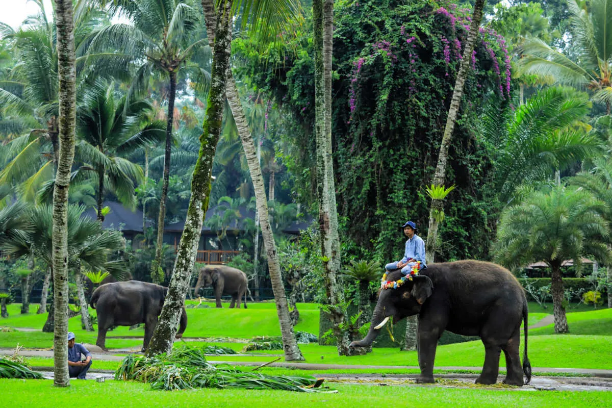 Major Bali Attraction Stops Elephant Rides For Tourists