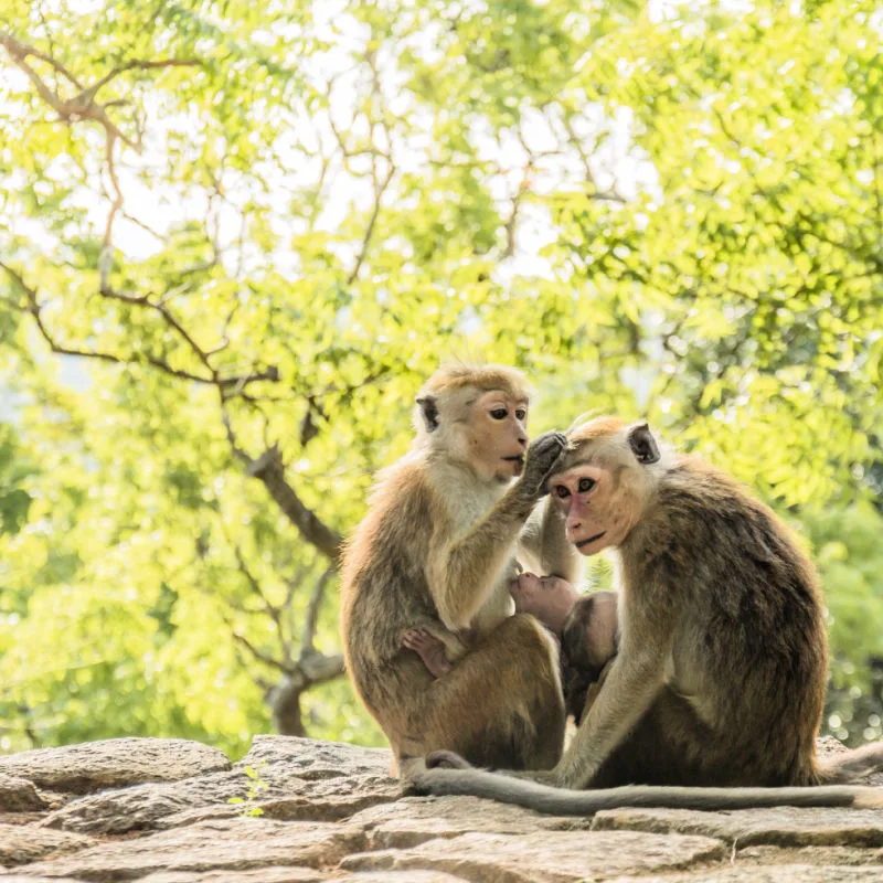 Monkeys At Monkey Forest in Bali
