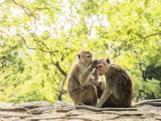 Popular Bali Monkey Forest Attraction Reveals New Way To Explore Jungle