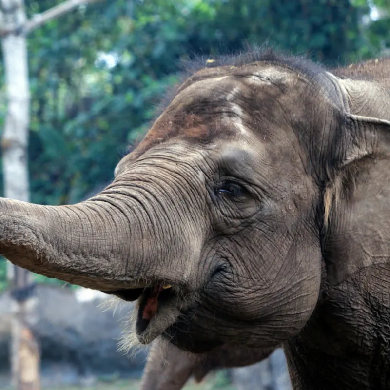 Sumatran Elephant In Bali.jpg