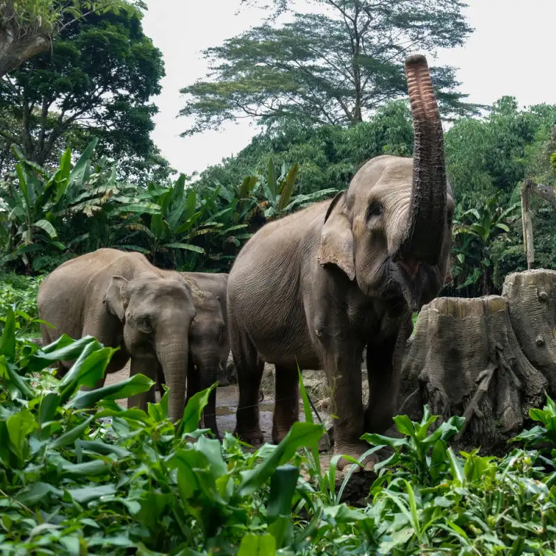 Sumatran Elephants in Balli
