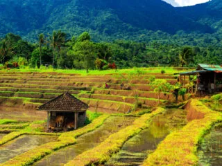 Tourists Enjoy Obstruction-Free View At Iconic Bali Rice Terraces As Farmer Protests Resolved