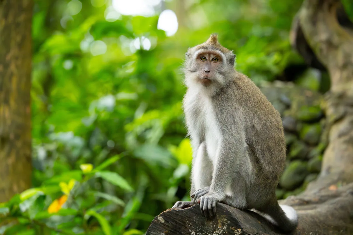 Monkey in Bali Monkey Forest.jpg