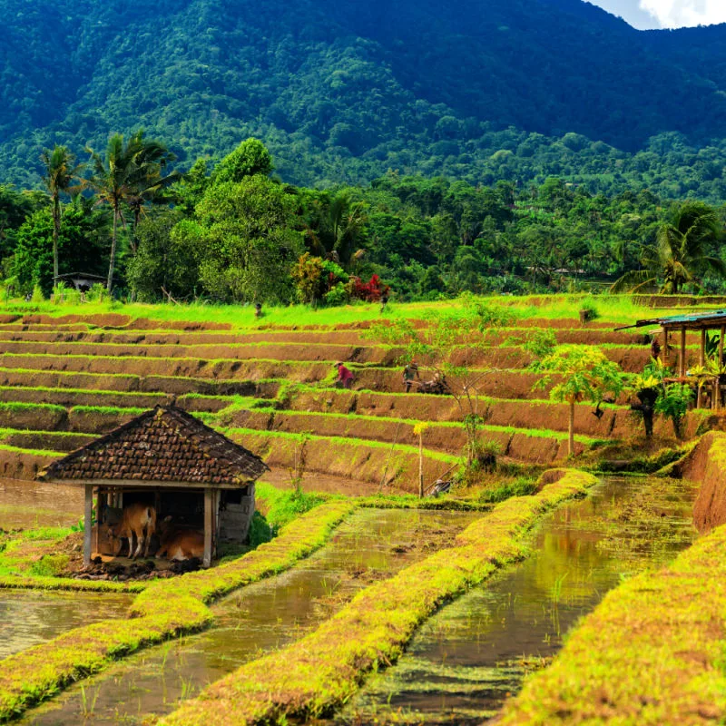 View of Jatiluwih Rice Terraces