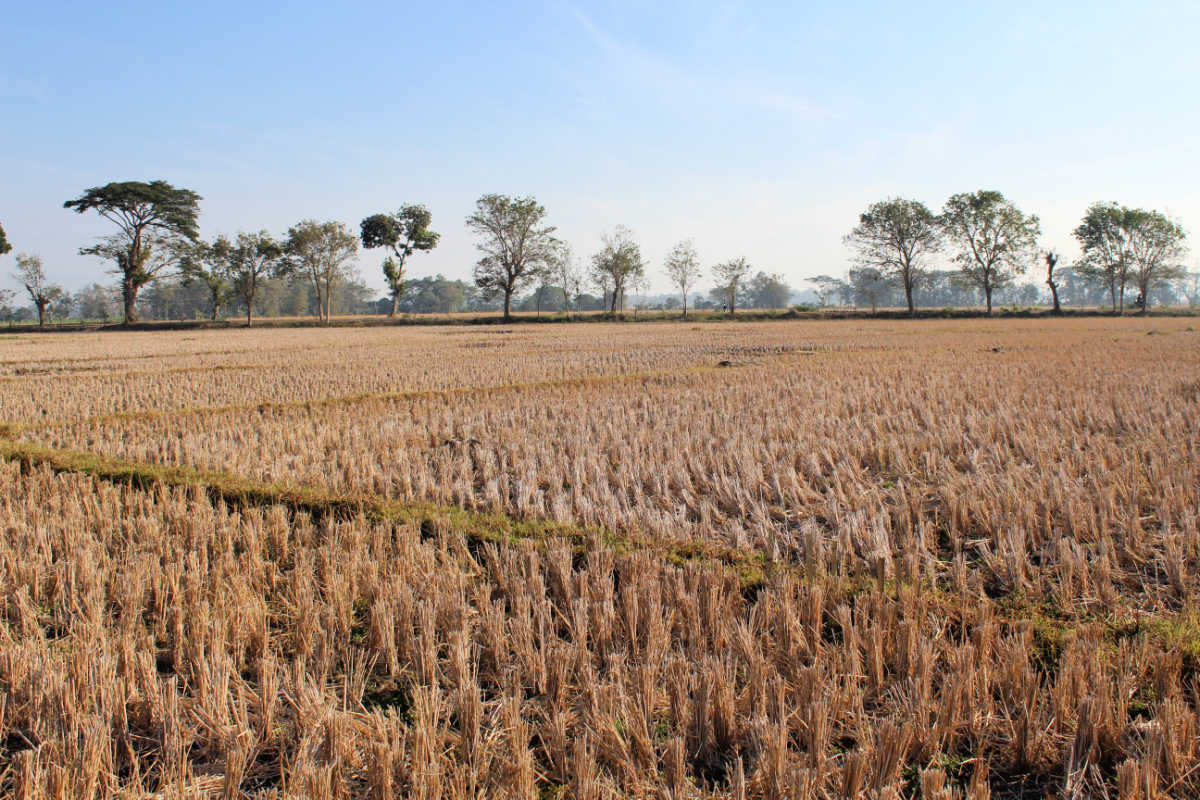 Drought Dry Season Over Rice Paddies in Bali.jpg