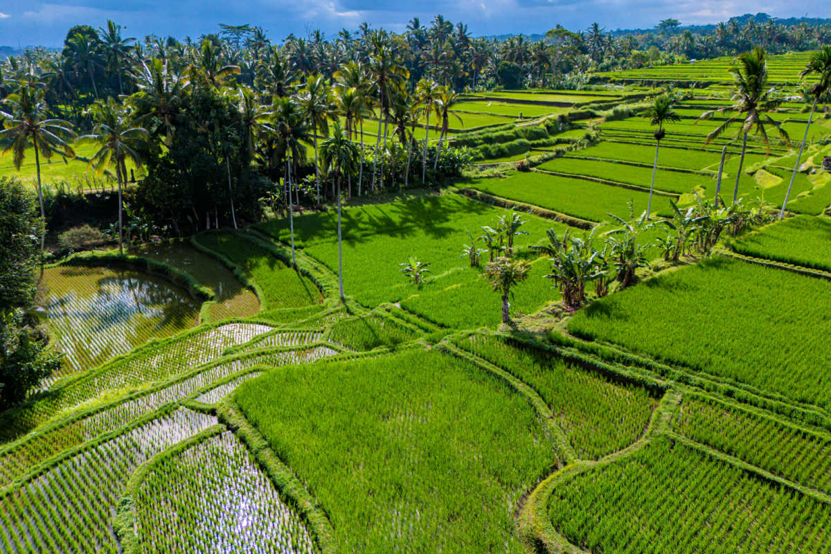 View of Gianyar Rice Paddies in Bali.jpg