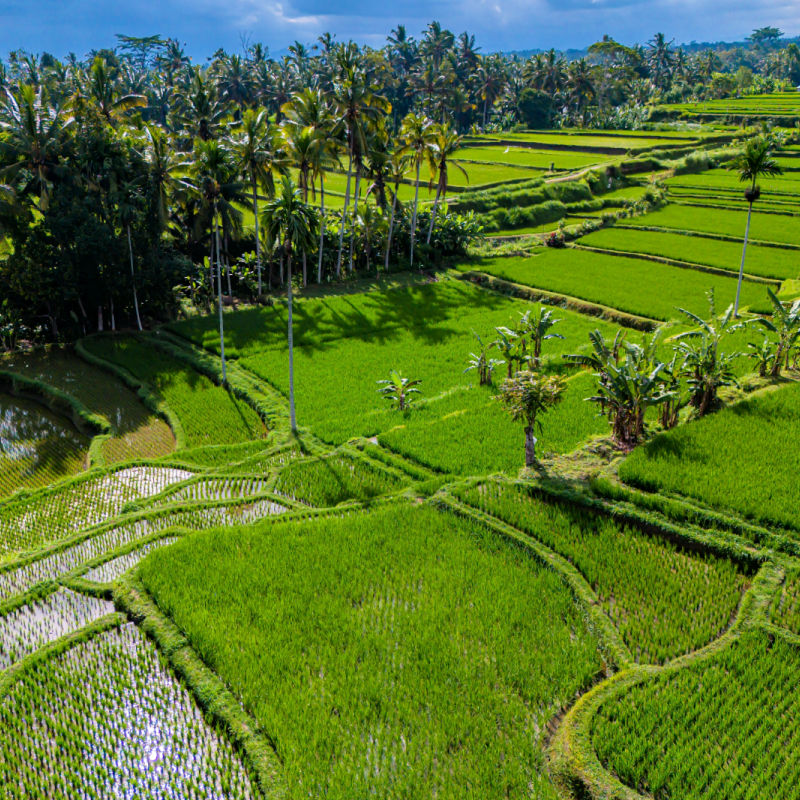 View of Gianyar Rice Paddies in Bali