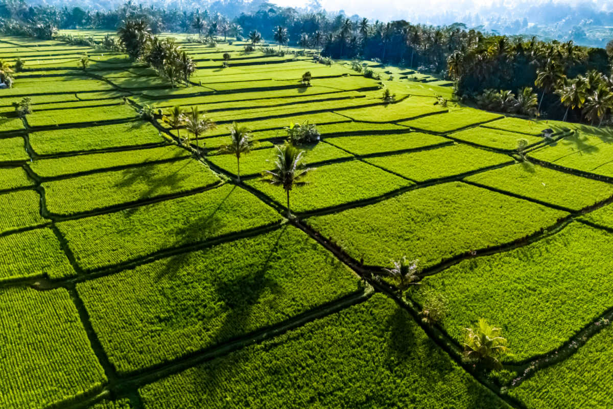 View of Rice Paddies Close to Ubud Bali.jpg