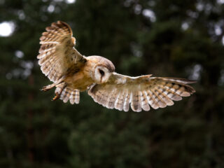 Owls Released In Bali Tourism Hotspot In Unique Approach To Creating Natural Balance