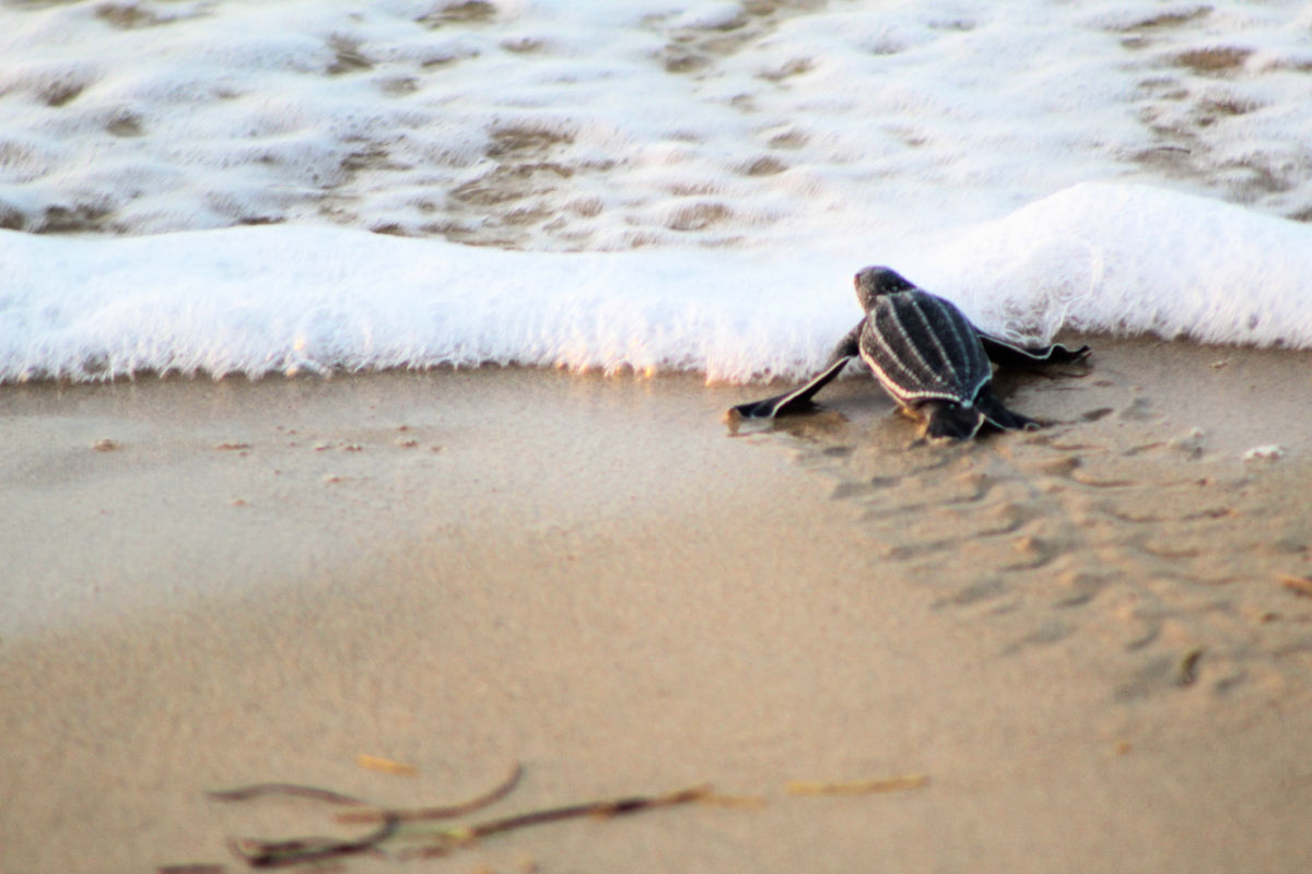 Turtle Hatchling Swims Out To Sea