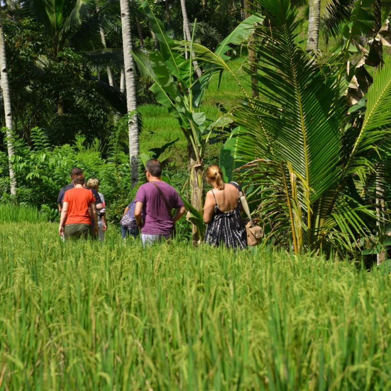 View of Tourists in Bali Rice Paddie