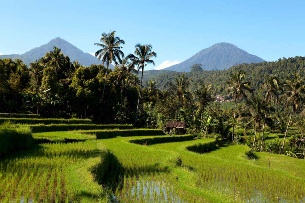 Staying Connected While On Vacation In Bali Is Easier Than Ever But Tourists Ask if Offline Vacation Is Still Possible?
