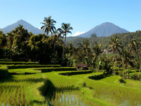 Bali’s Eco-Tourism Projects Give Tourists Authentic Cultural Immersions On Vacation