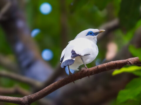 Bali Tourists Travel Off-Path For Rare Wildlife Sightings In Secret Tourism Village&nbsp;