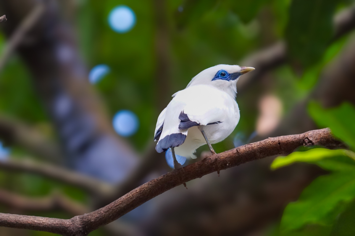 Bali Starling Myna Bird.jpg
