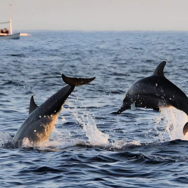Dolphins in North Bali