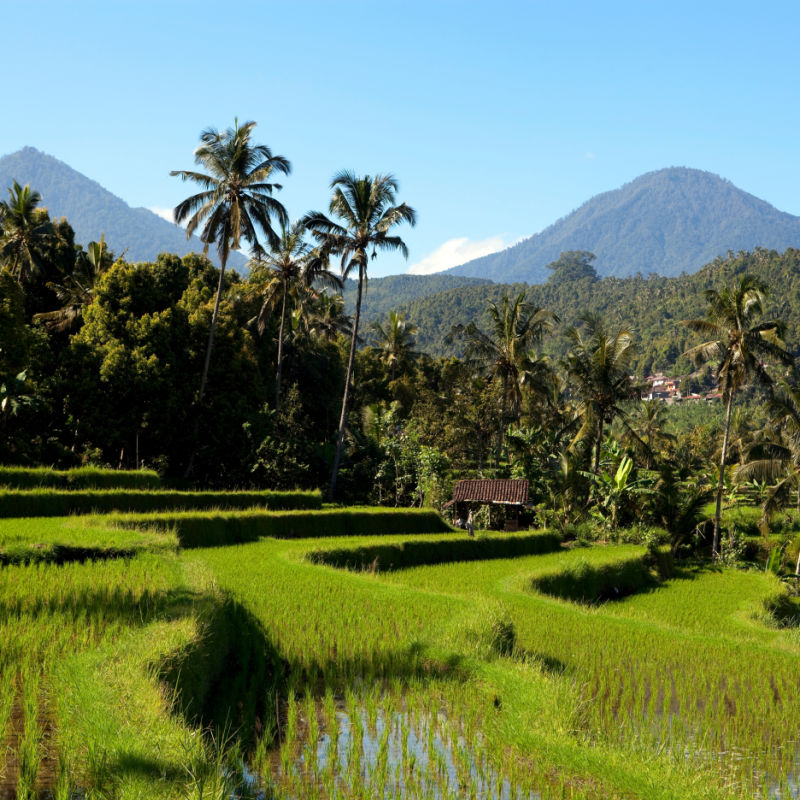 Jatiluwih Rice Terrace View in Bali