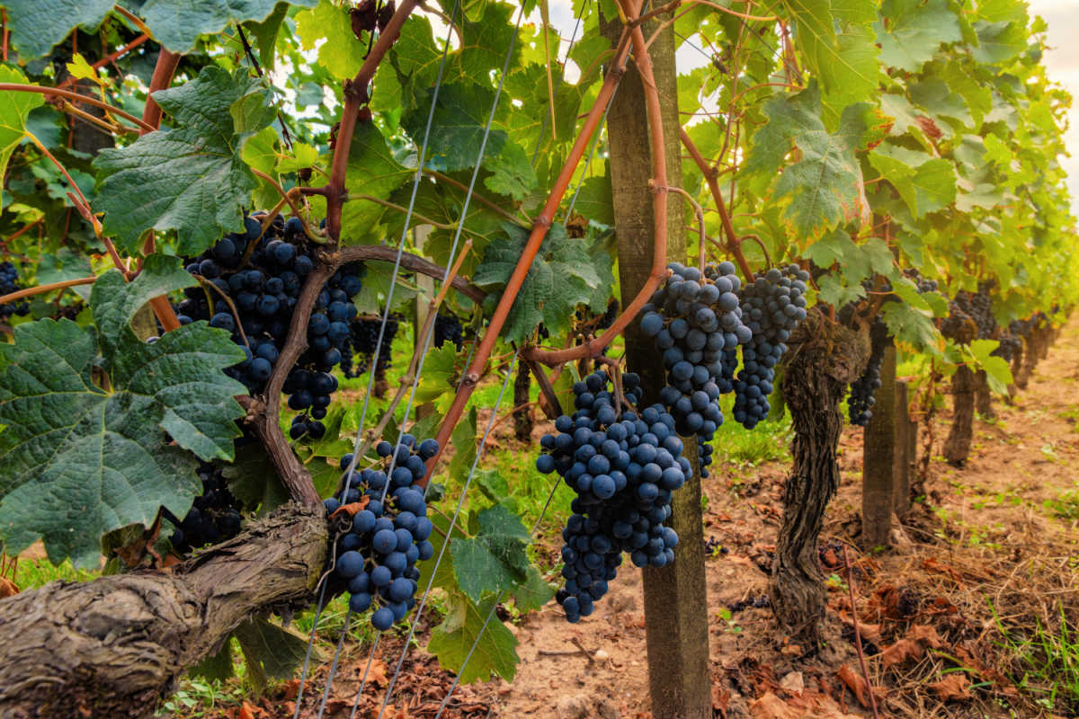 Grapes on a vine in Bali.jpg