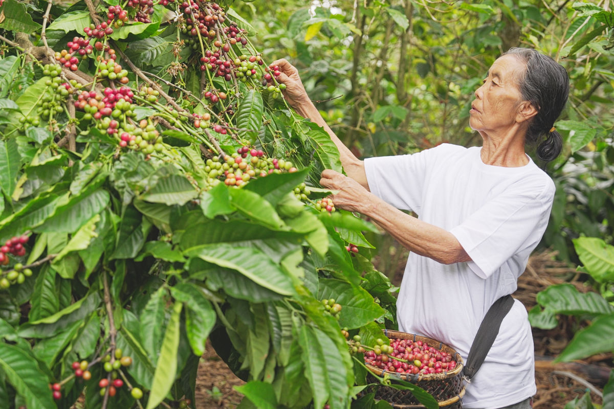 Coffee Farmer in Bali.jpg