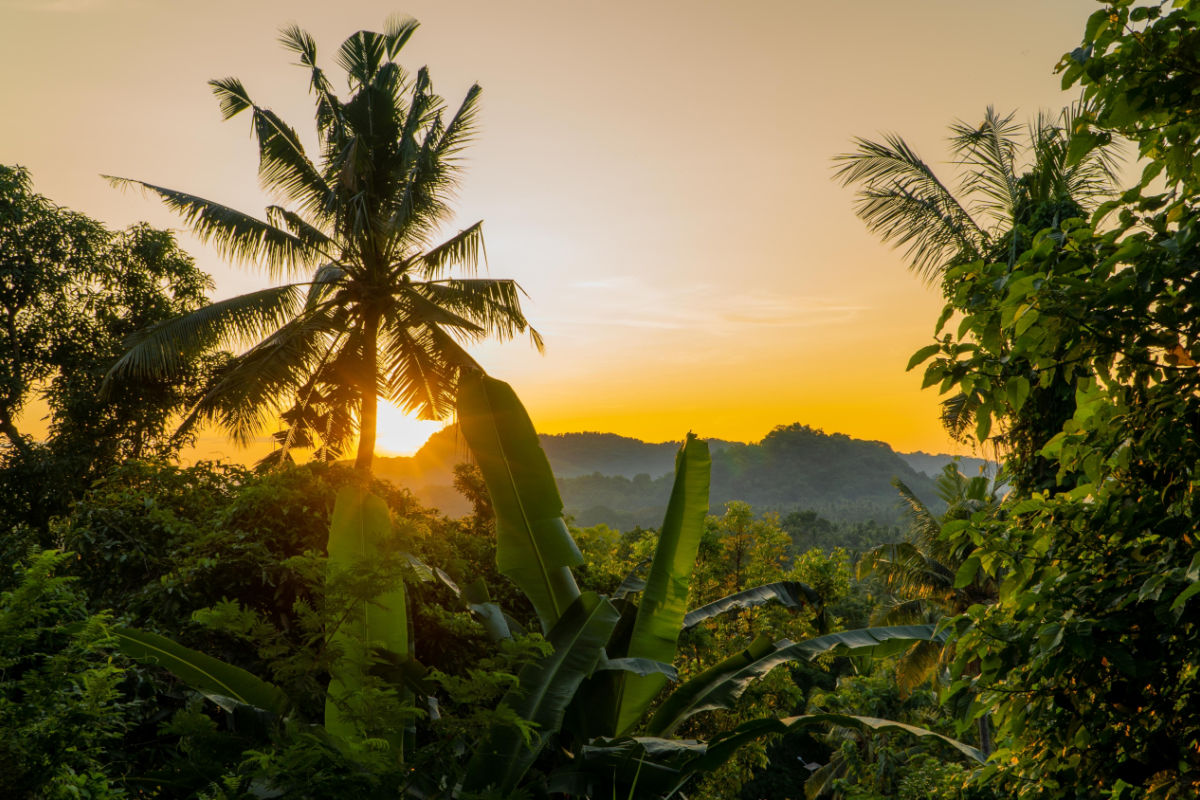 View of Sunset Over Bali Jungle.jpg