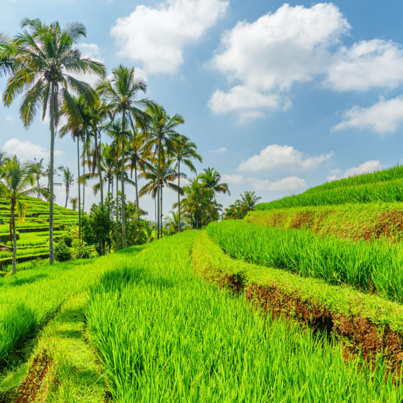 Rice Terraces in Bali with Coconut Trees.jpg