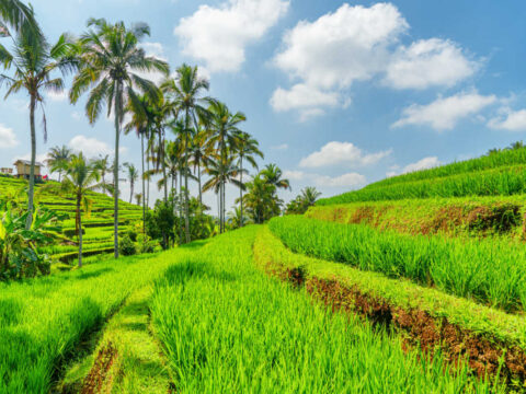 Staying Connected While On Vacation In Bali Is Easier Than Ever But Tourists Ask if Offline Vacation Is Still Possible?