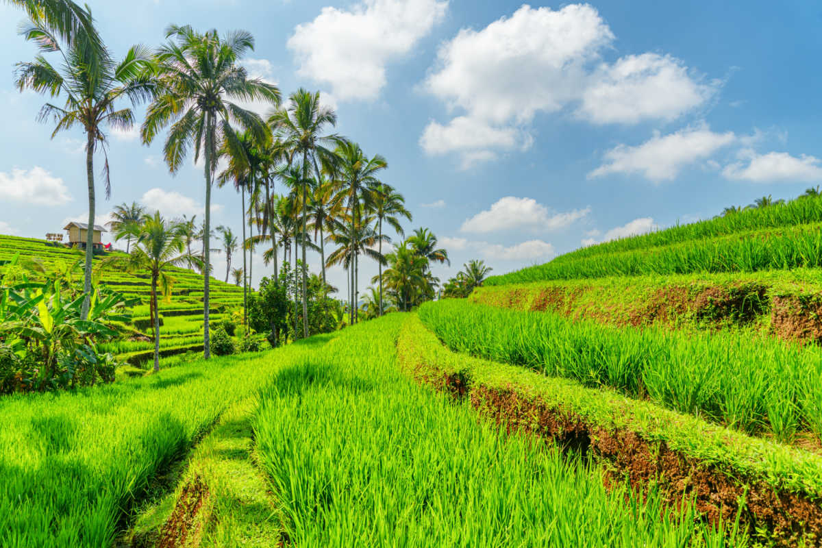 Secret Rice Terrace Landscape In Bali Showcases Authentic Travel For Tourists