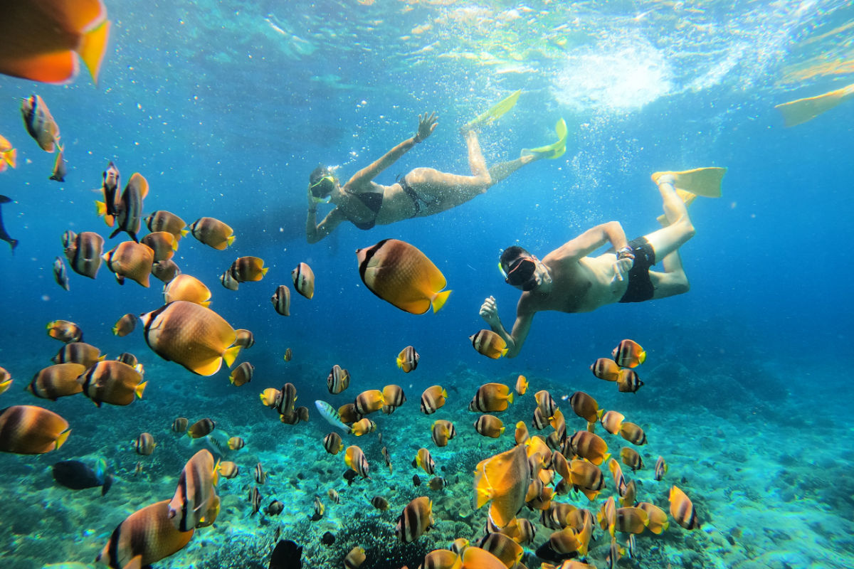 Tourists Snorkel With Fish In Bali.jpg